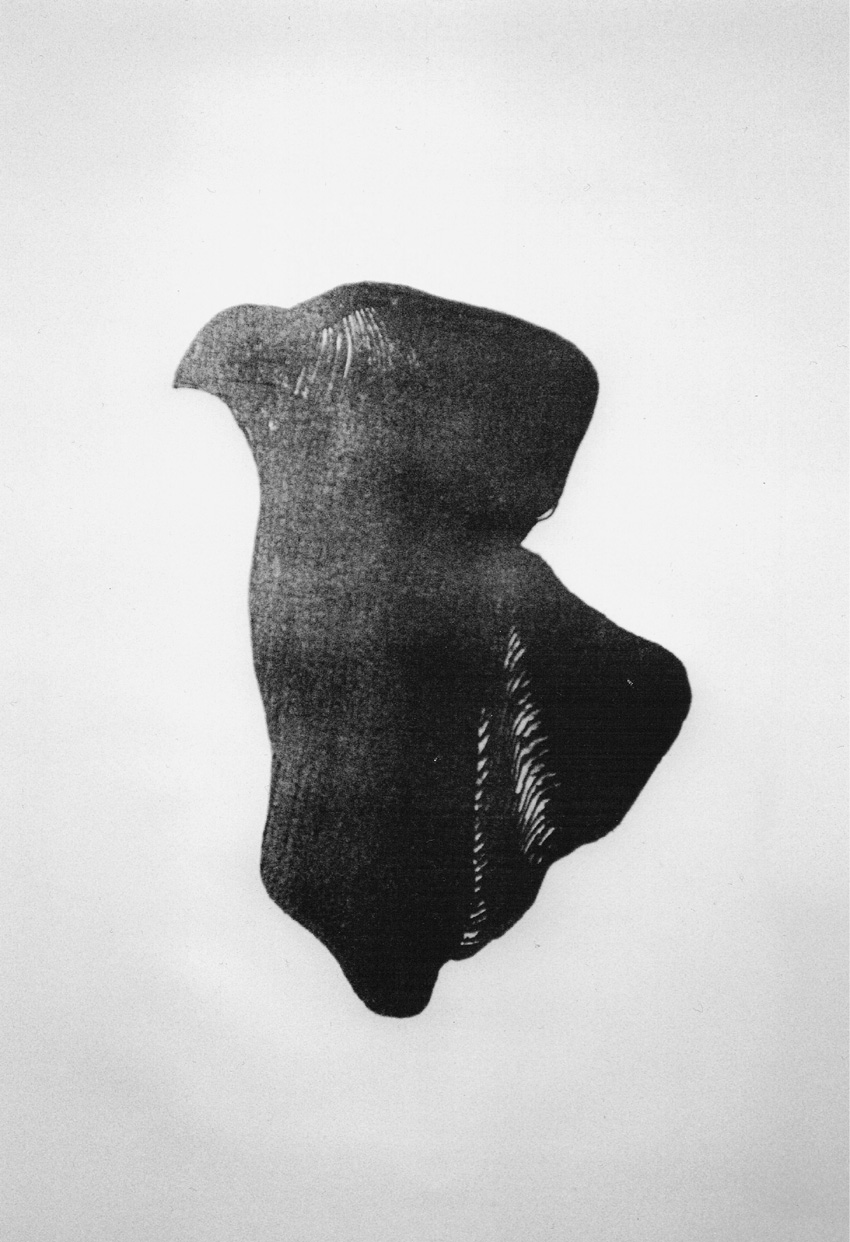 Calla_4/08