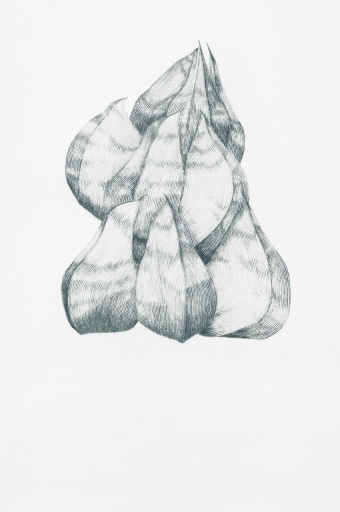 Lupine_1/09